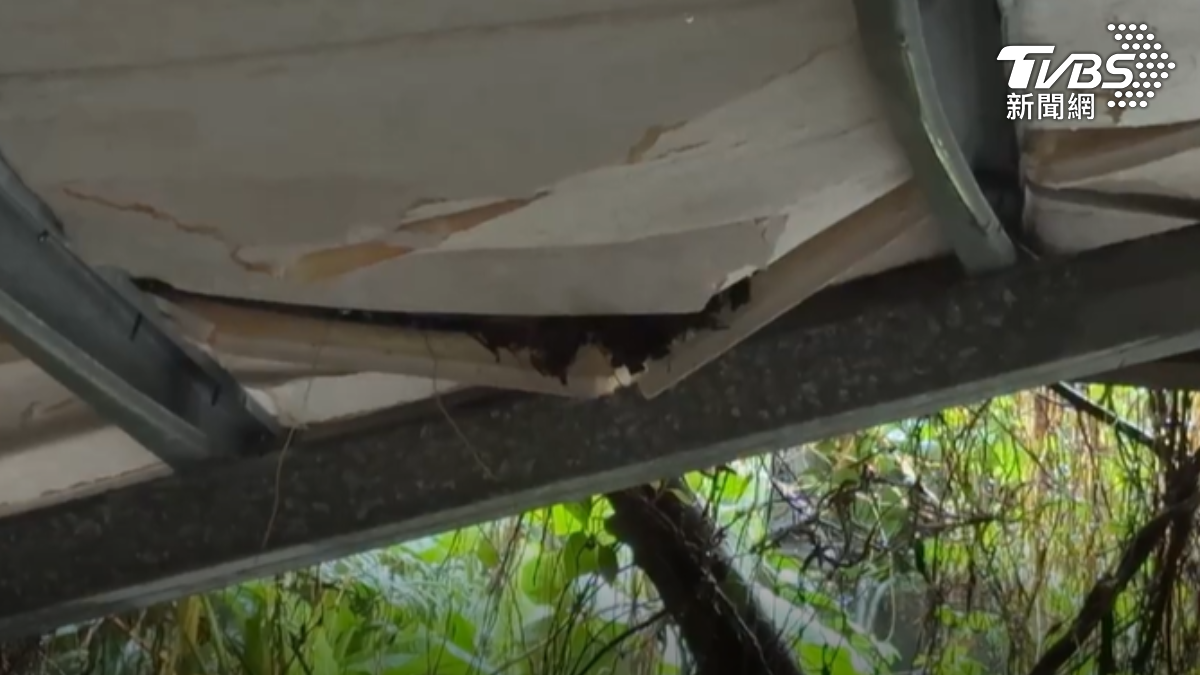 基隆連日大雨! 五十年巨樹倒塌壓毀遮雨棚 重量超過「3.5噸」