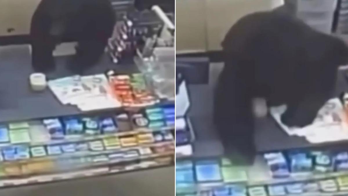 美童遭大黑熊狂追牠跳上收銀台! 驚險逃脫喊「我差點被吃掉」