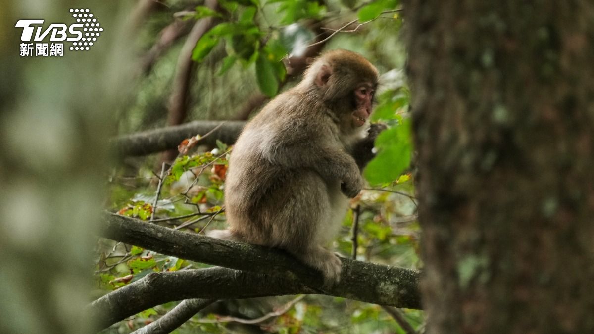 泰破獲野生動物走私 62隻瀕危長尾獼猴被塞塑膠袋