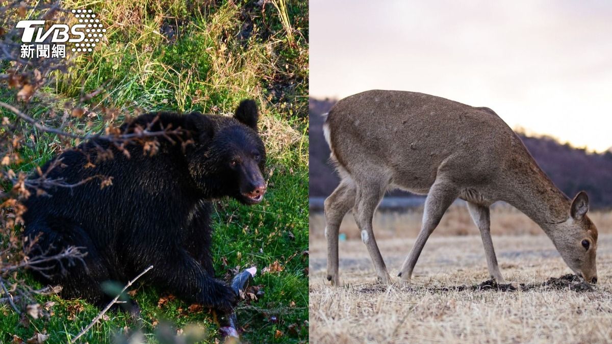野熊不只襲人還開始吃鹿！　日本盛岡停車場又「熊出沒」