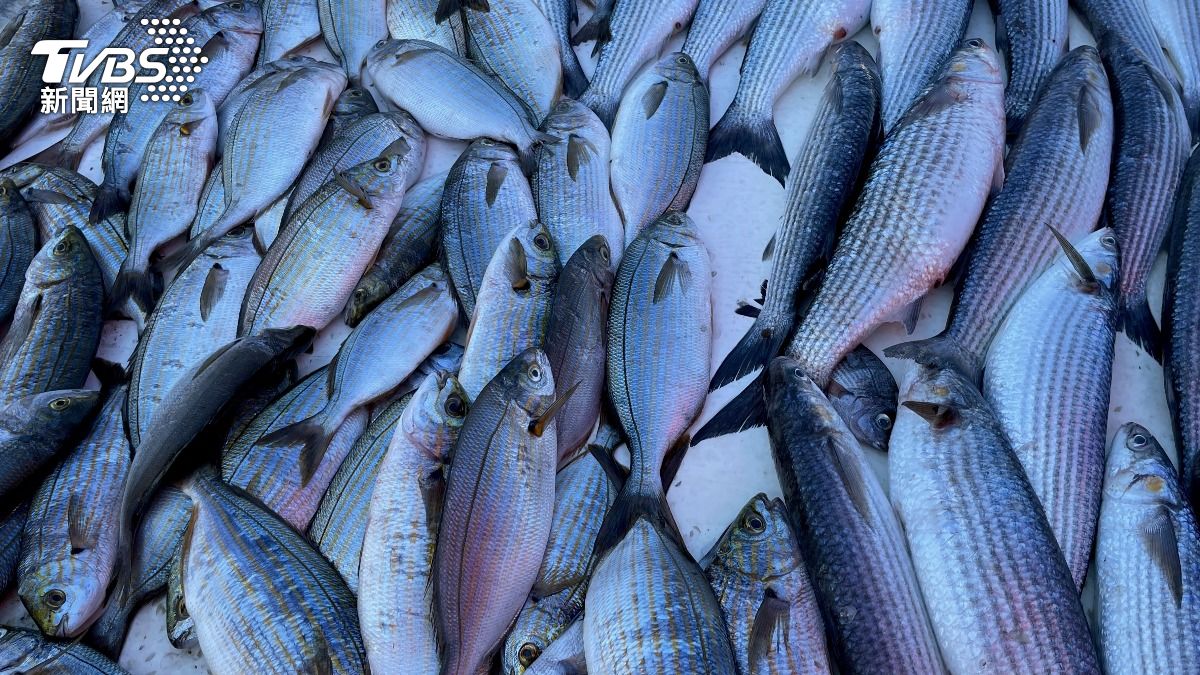 野生烏魚季到！彰化漁民「烏金」大豐收　12天狂撈200萬