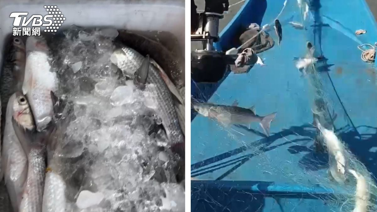 烏魚季報到!父子12天捕7400尾 賺200萬年終獎金