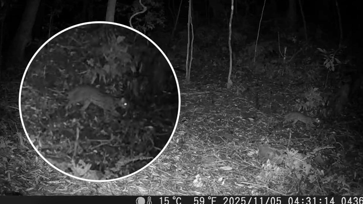 Taiwan’s endangered leopard cat returns to Alishan after 31
