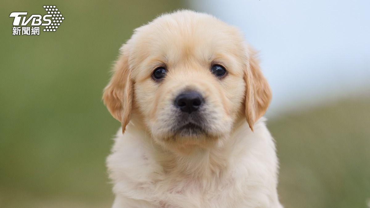 狗奴崩潰!愛犬遭熊襲臟器全外露 日獸醫揭熊「最愛2器官」