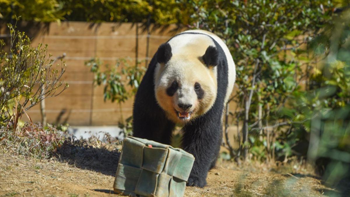 中日關係惡化!日本明年2月後「恐再無大貓熊」