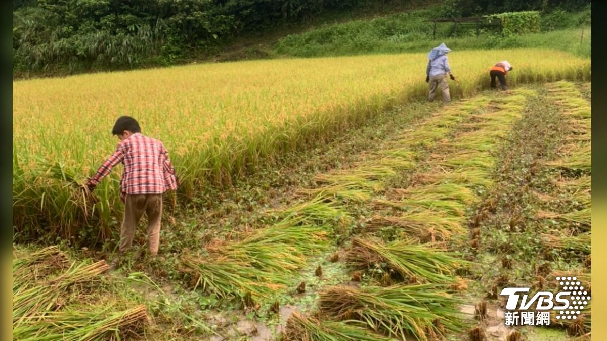 「牠們先吃也沒關係啦！」農友不噴藥　保育類動物回家了