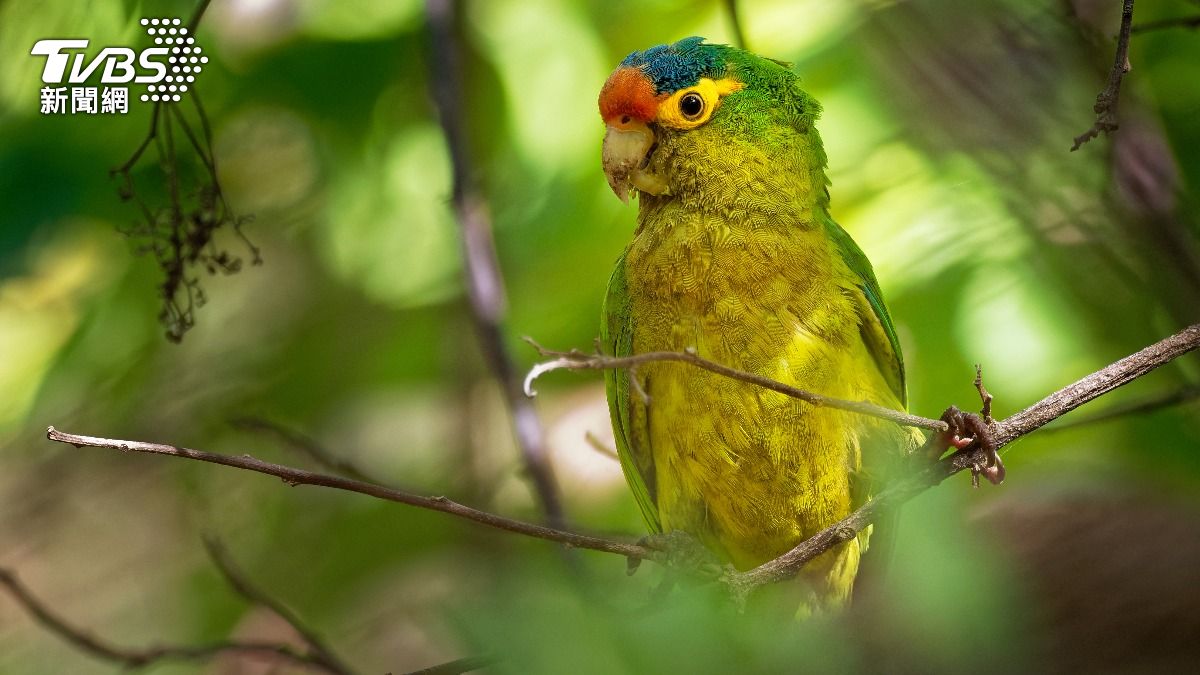男子「下體異常腫大」稱是天生的！海關一查褲檔驚見2活體