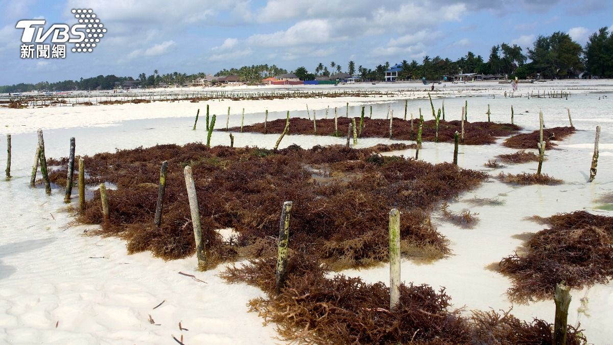 鎖定高產值產量　日本海藻人工繁養品質升級