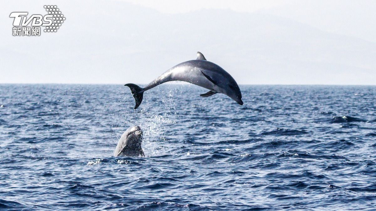 千隻海豚齊飛　海洋攝影師揭美照背後的生態警訊