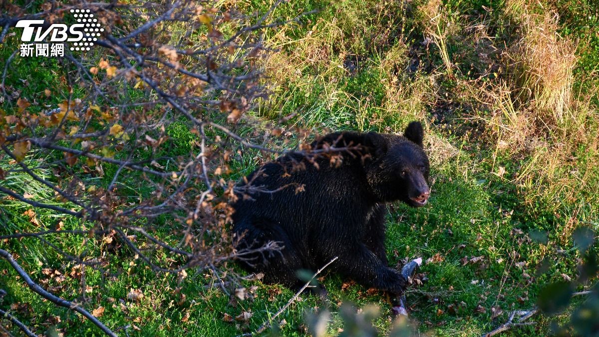 熊闖北海道鐵道遭列車撞　獵人：野熊不打算冬眠