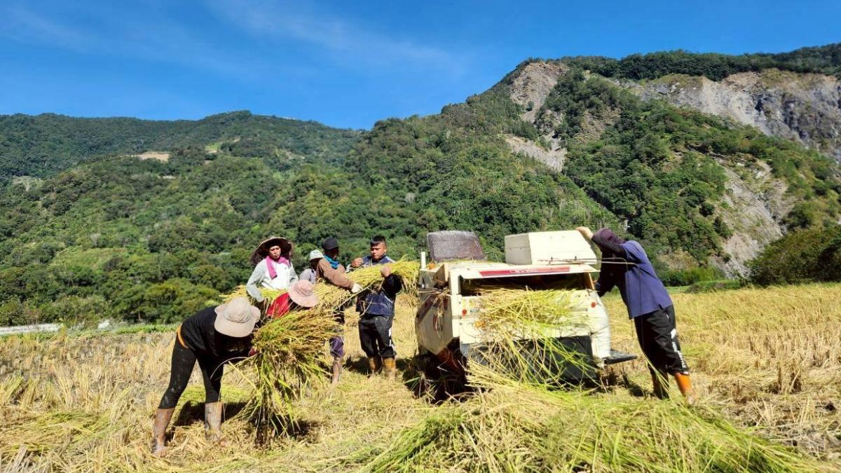廢料再生!守護全台唯一「原生香糯米」 稻糠秒變面膜、香水