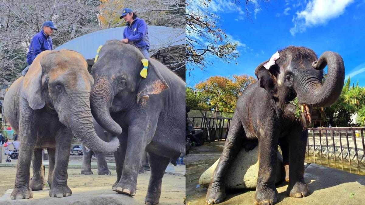 日動物園悲劇！30歲泰籍馴象師遭「巨象猛踩」　臉骨粉碎爆頭慘死