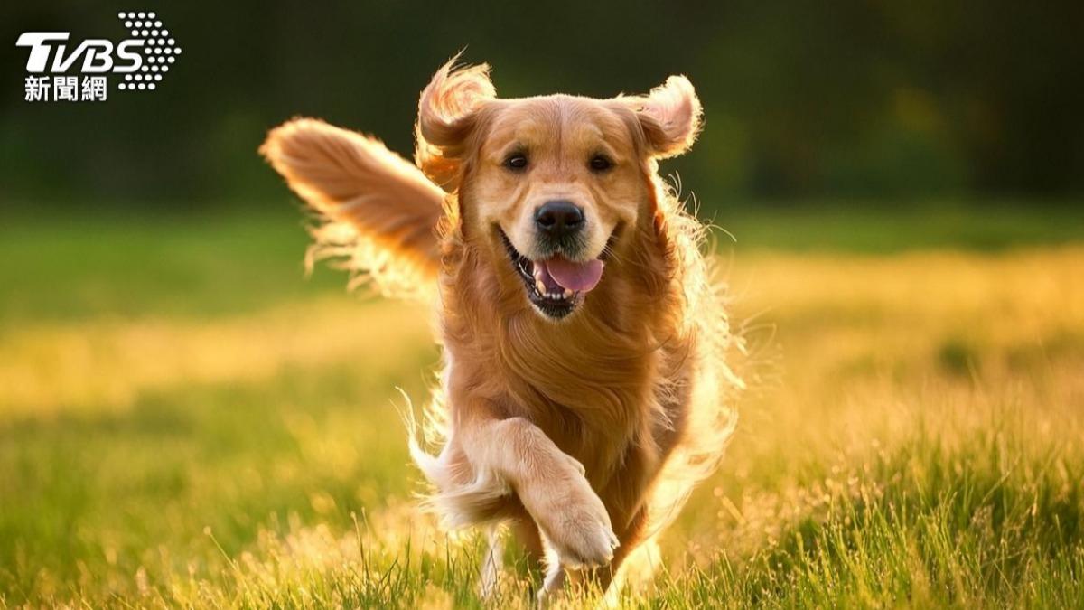 毛孩也有糖尿病風險!「這年紀」最易中招 3徵兆常被忽視