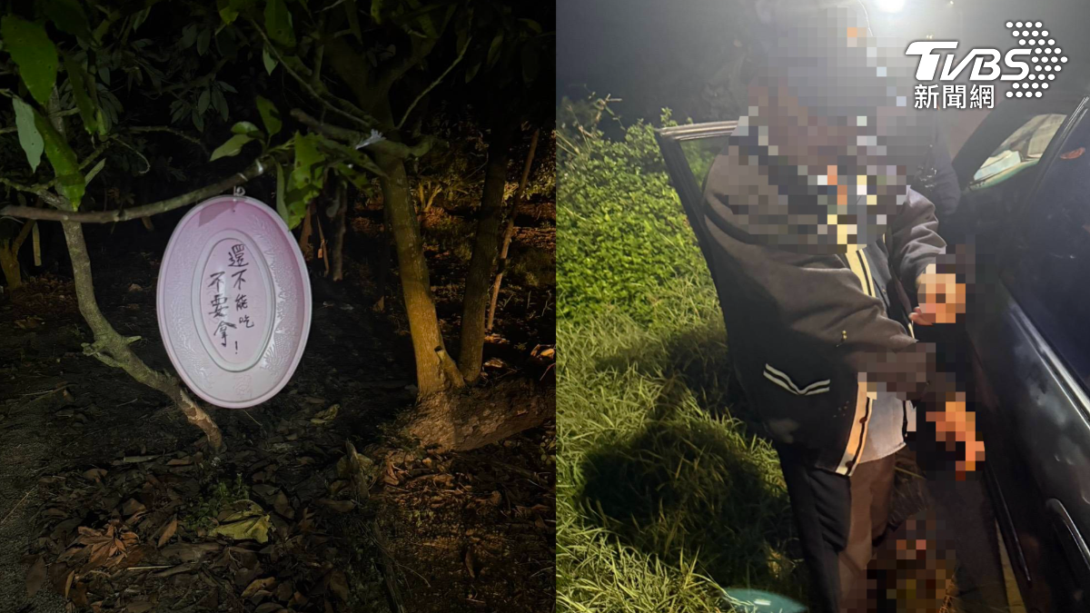 冬季芭樂價格漲！毒蟲深夜偷摘　農民無奈喊：還沒熟啦