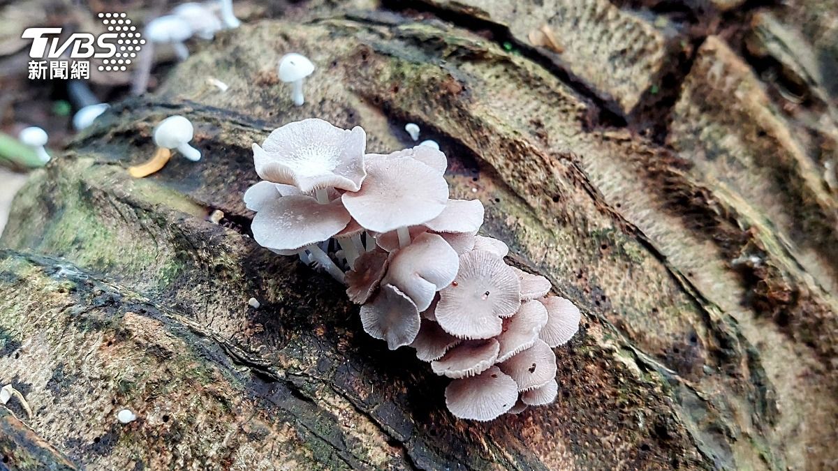 AI說可以吃！日7旬翁「誤食毒菇」　中毒狂吐險喪命