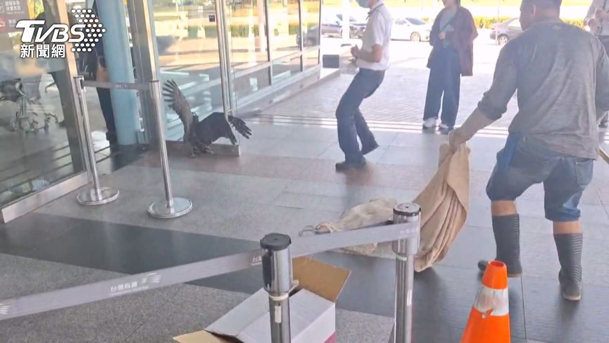 高鐵「窗殺」！大冠鷲撞玻璃昏迷　下秒突飛起嚇壞眾人