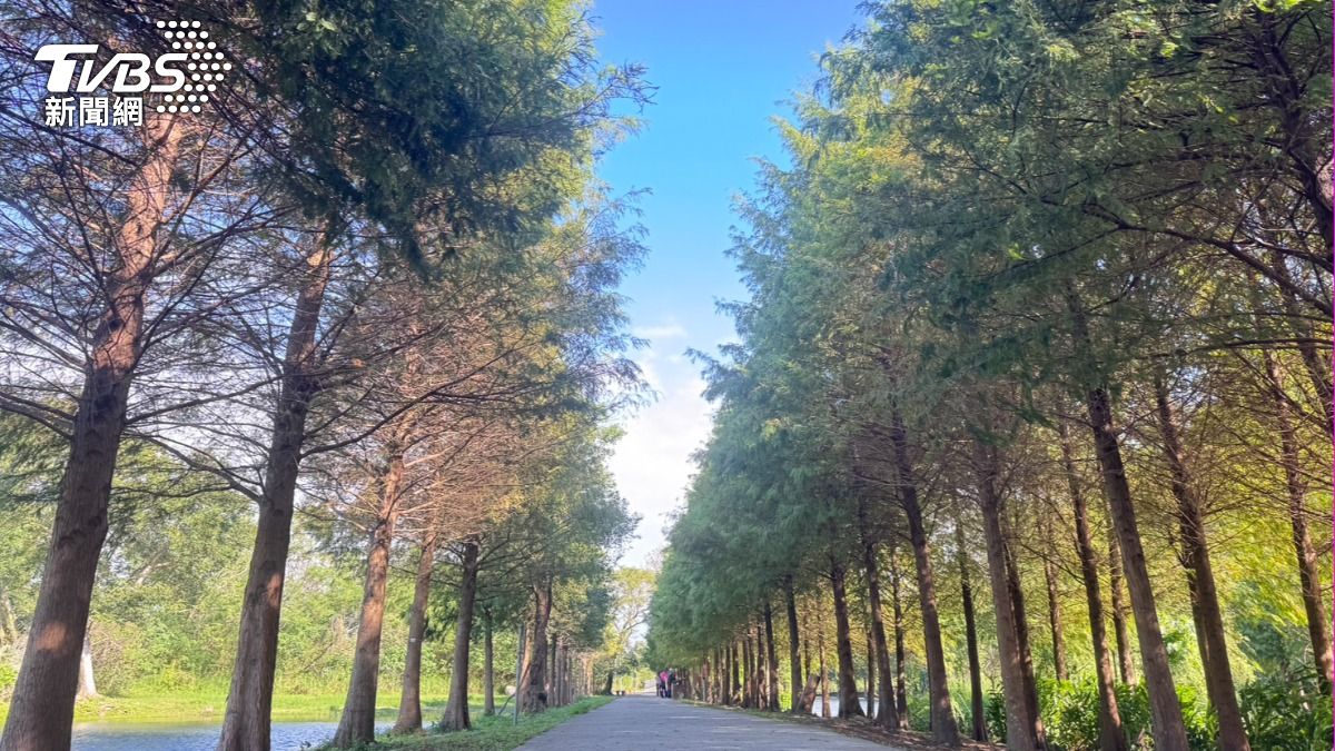 2025大溪月眉濕地落羽松季來了 交管措施、周邊景點一覽