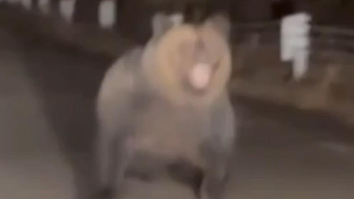 有片/深夜開車返家遇3熊!母熊暴衝張口威嚇 日母女嚇壞急倒車