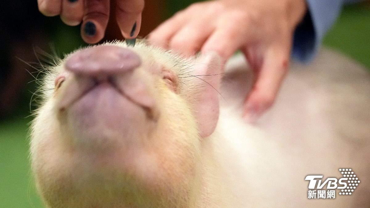 南韓爆今年第6起非洲豬瘟疫情　全國實施48小時禁運令