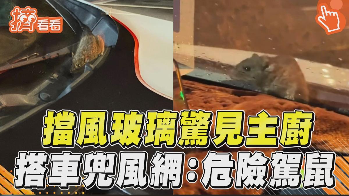 影音/擋風玻璃驚見「主廚搭便車」 超Chill兜風網:危險駕鼠