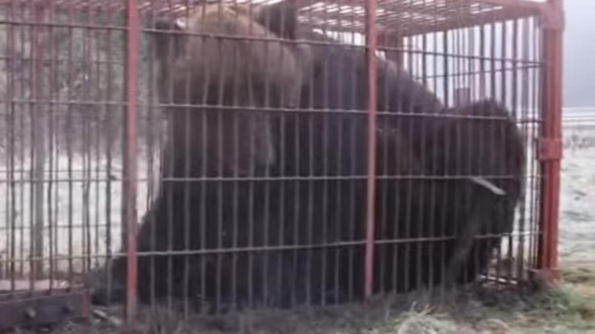 民眾嚇壞！北海道捕獲「380公斤」巨大棕熊　狂攻擊鐵籠想逃