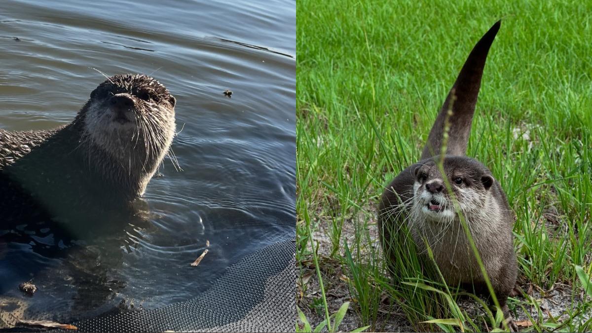 全球第一隻「水獺搜救員」!尋獲25年凶器、4人類遺骸 破懸案