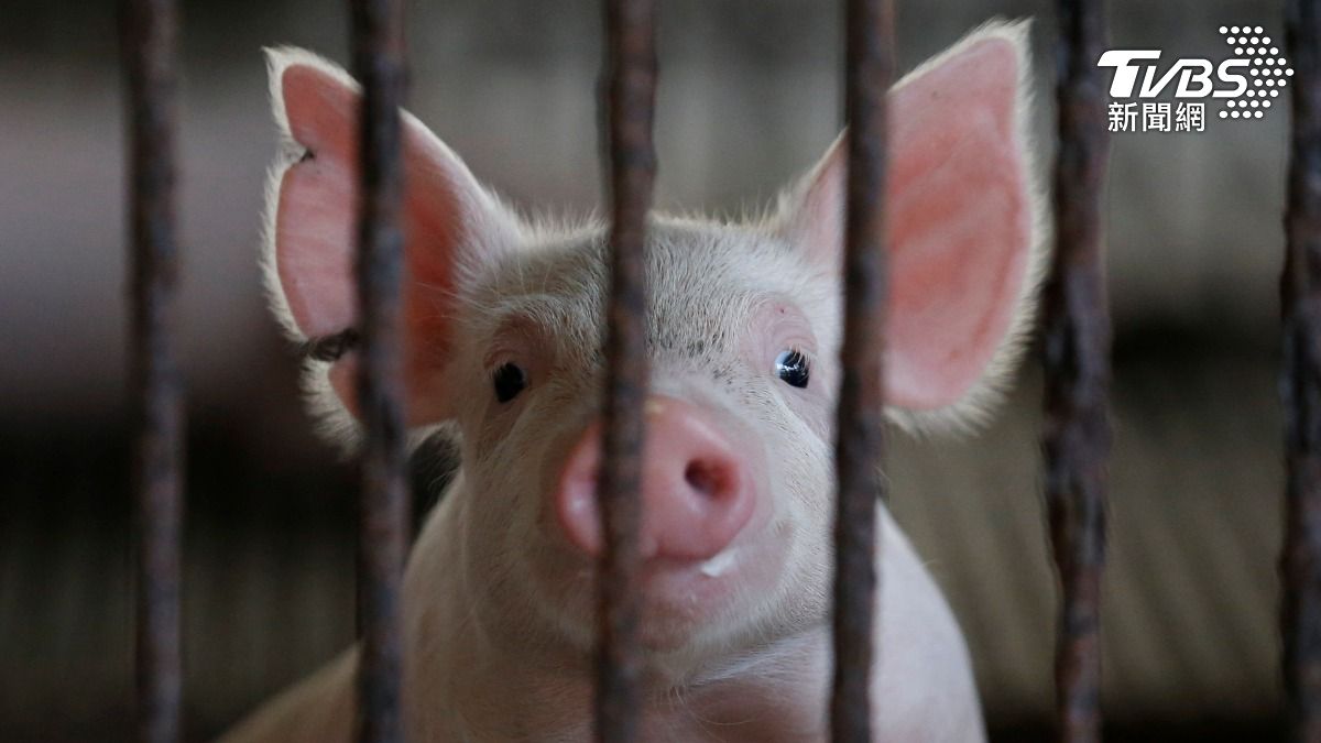 南韓豬瘟疫情升「最嚴重」警報！　實施48小時禁運