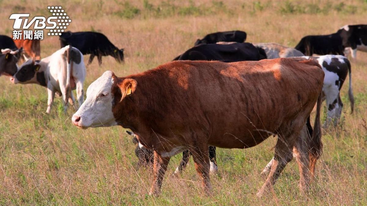 從天而降「1噸牛」!巴西男遭活活踩死 母泣:好不容易養大