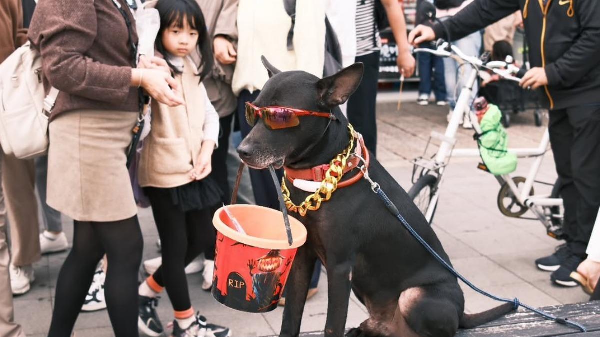 黑狗戴墨鏡叼桶賺錢惹議　飼主遭重罰8萬且寵物被沒入