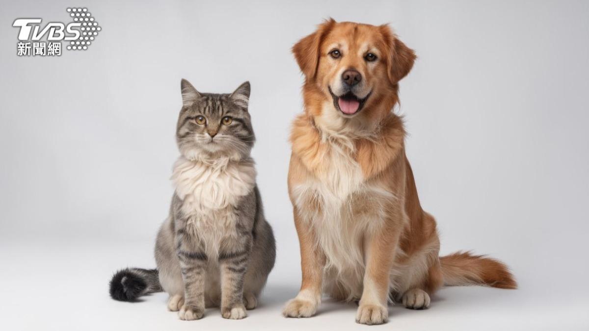 狂犬病3月內奪25命!印尼首都「禁貓狗肉」 動保團重大勝利