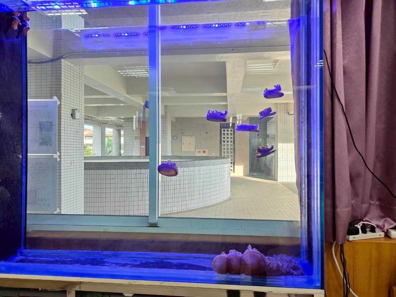 高市林園高中研究倒立水母再生能力　奪黑潮獎助金