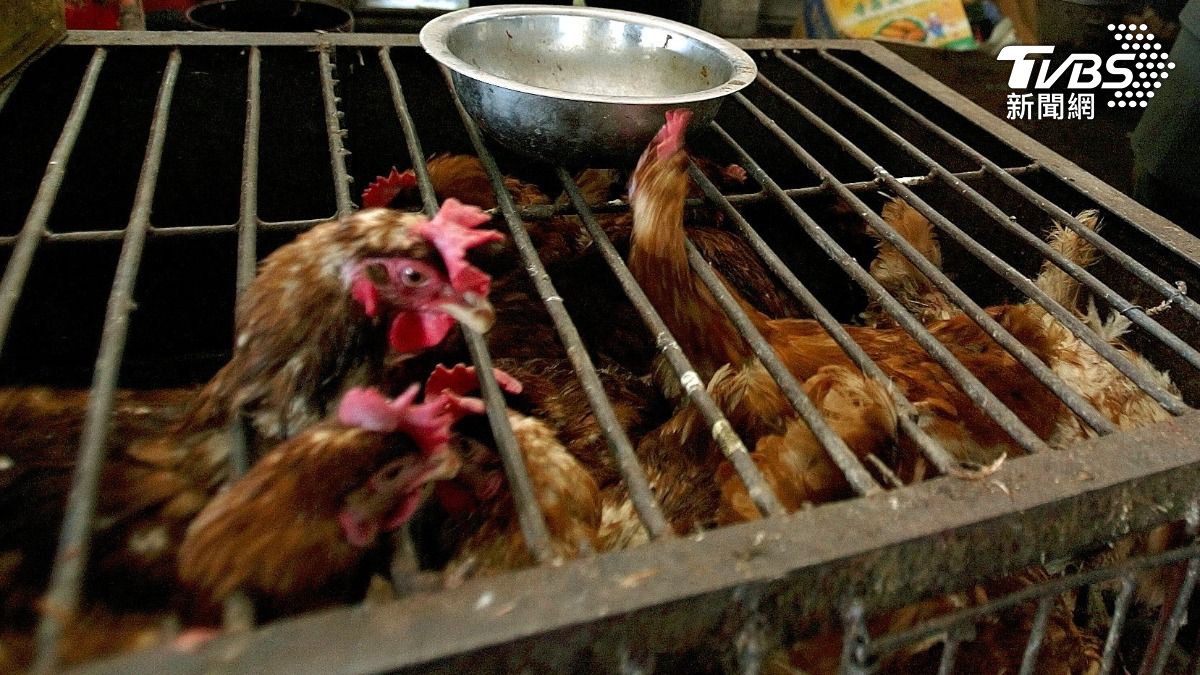 禽流感過去幾年導致全球數億隻禽鳥被撲殺、擾亂了食品供應並推高價格。（圖／達志影像路透社）