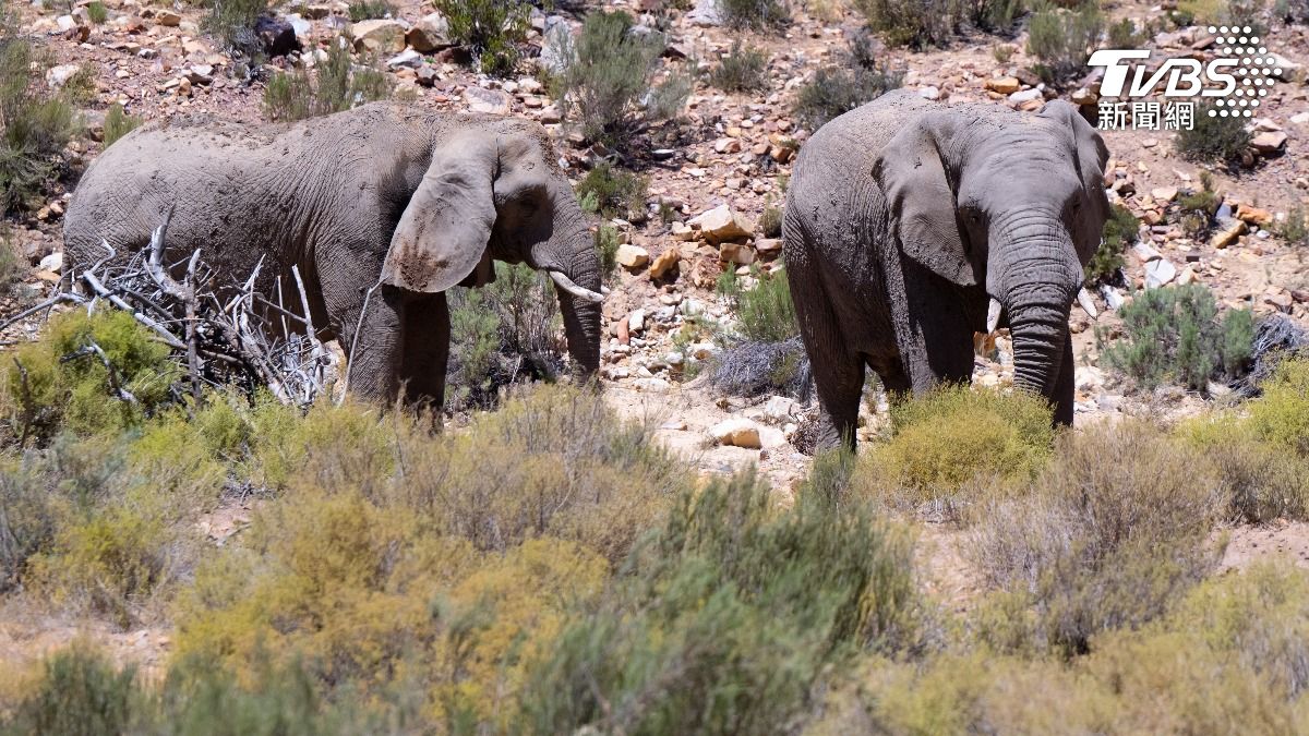 野生攝影師直擊　盜獵陰影下的生態復育戰