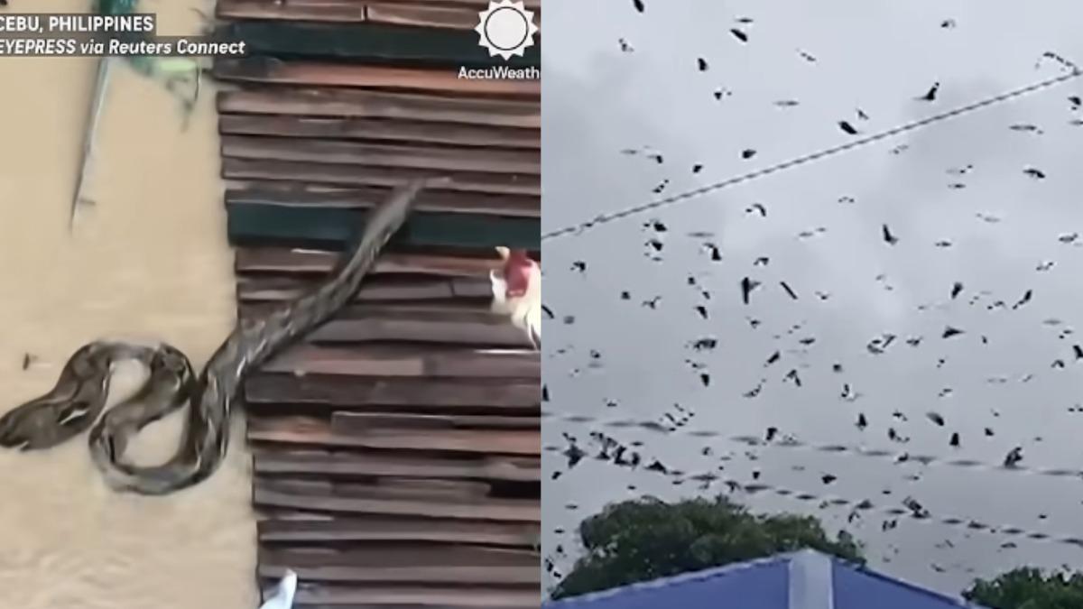 菲律賓風災後異象 6公尺巨蛇出沒、成群蝙蝠盤據空中