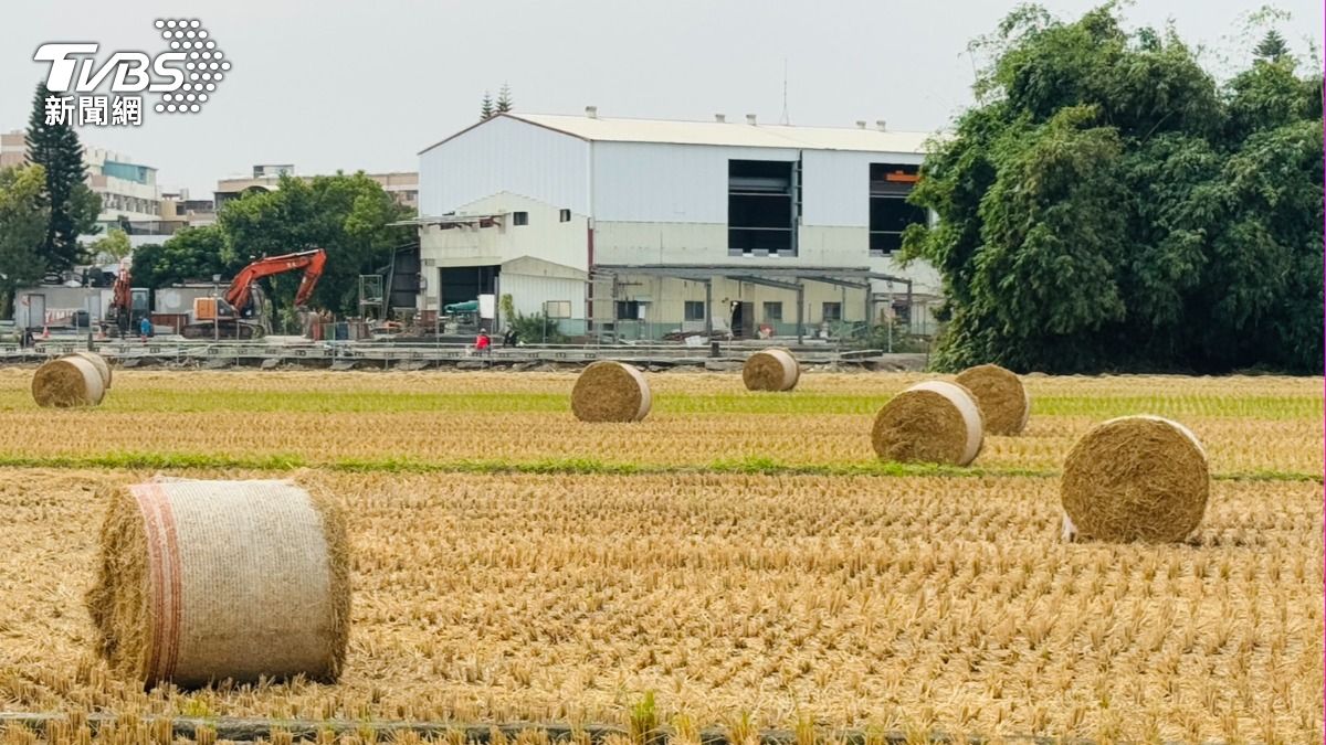 雲林爆紅「稻草捲」用途曝　外銷日本餵和牛、種萵苣