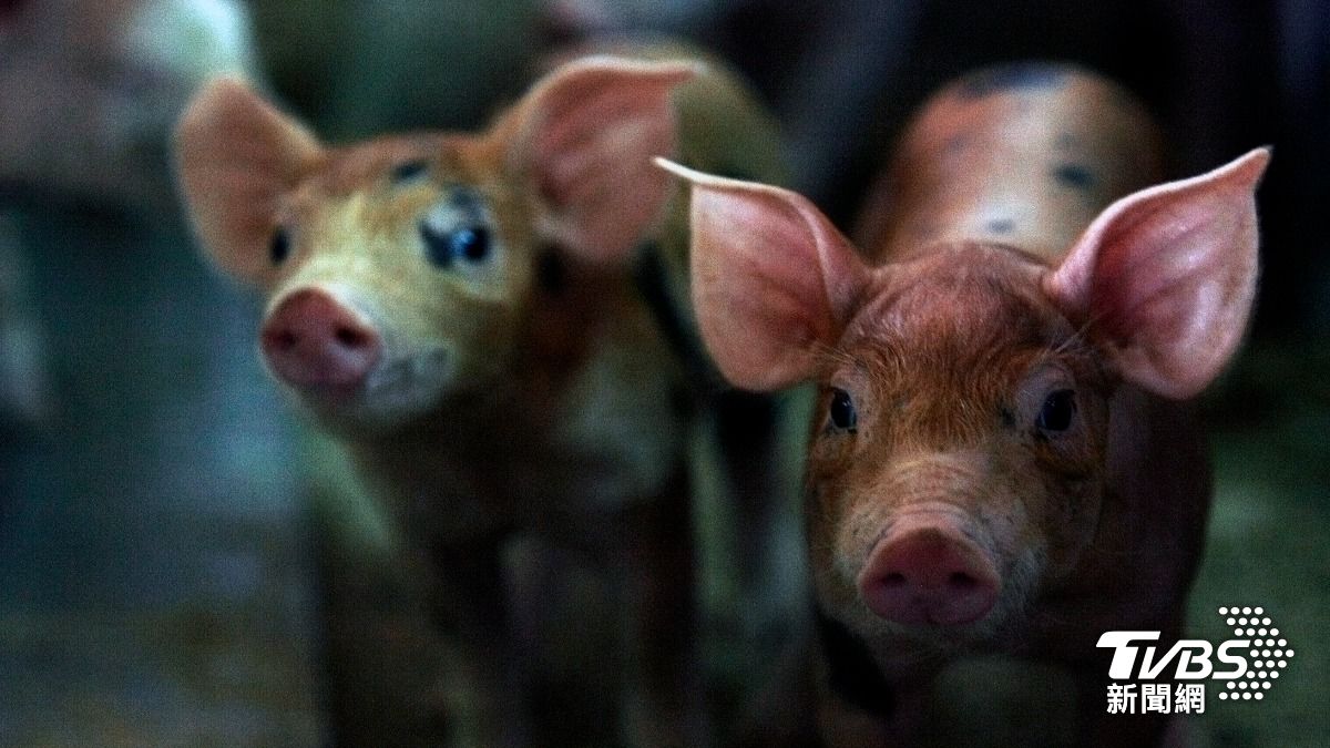 西班牙爆非洲豬瘟疫情　對中國豬肉出口全面喊停