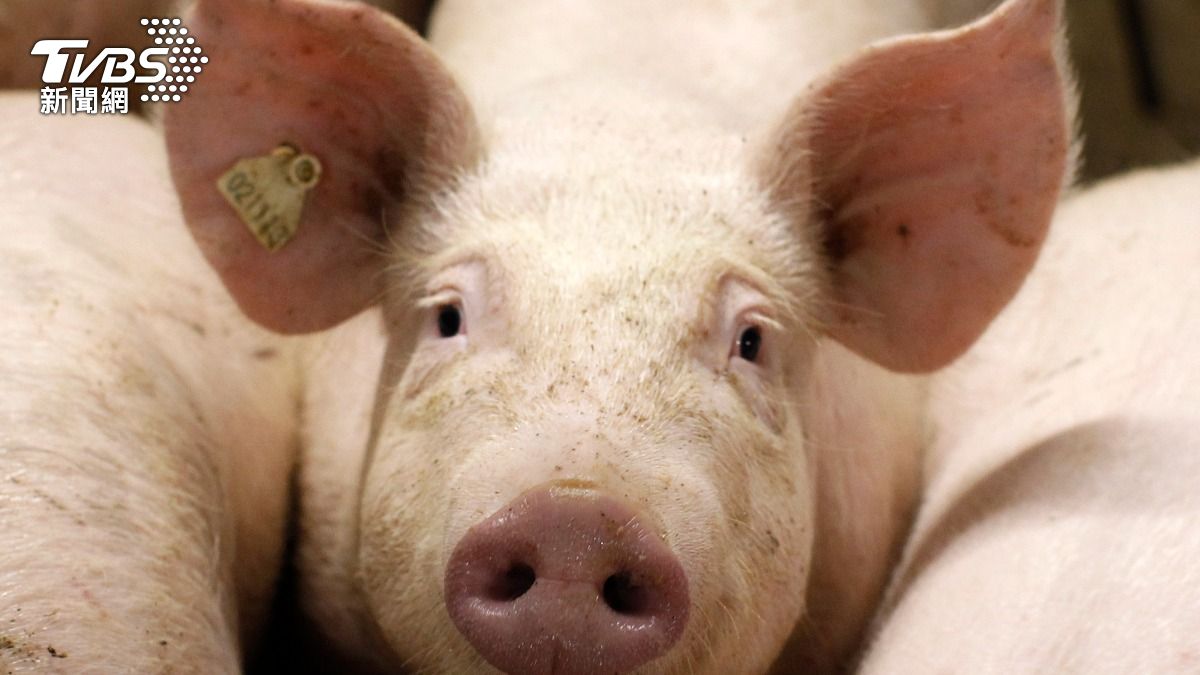 30年首度淪陷！西班牙爆非洲豬瘟　英：暫停進口禁西班牙豬肉