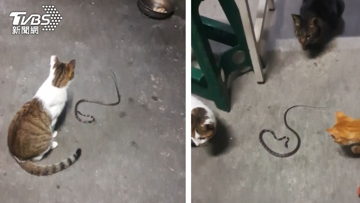 貓的報恩?台中山區派出所「貓警員」抓蛇換罐罐 年抓30條