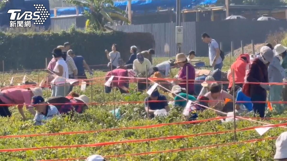 花生田變股東制！「一股千元」千人拔花生　虎尾親子樂翻天