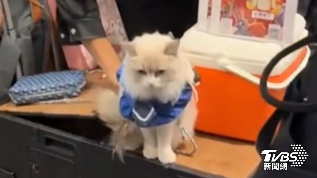 市集攤買2奶酪「可餵肉泥」　遭控把貓變活招牌