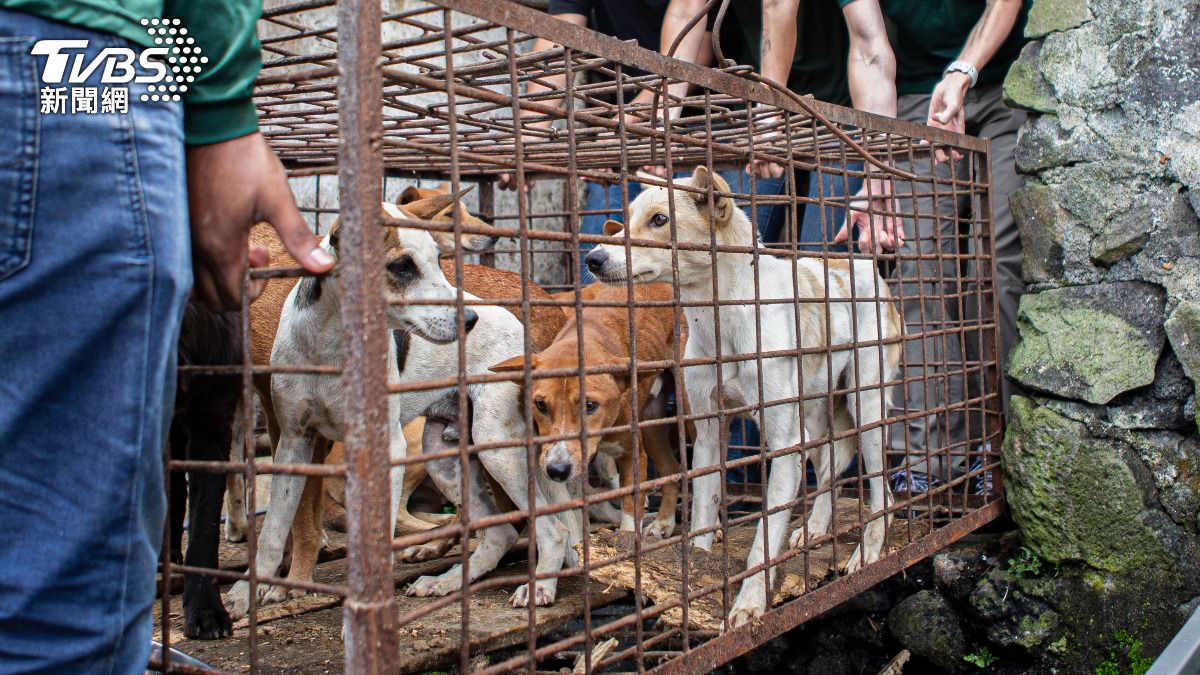 雅加達祭「狗肉禁令」　饕客反彈：上帝創造狗就是給人吃