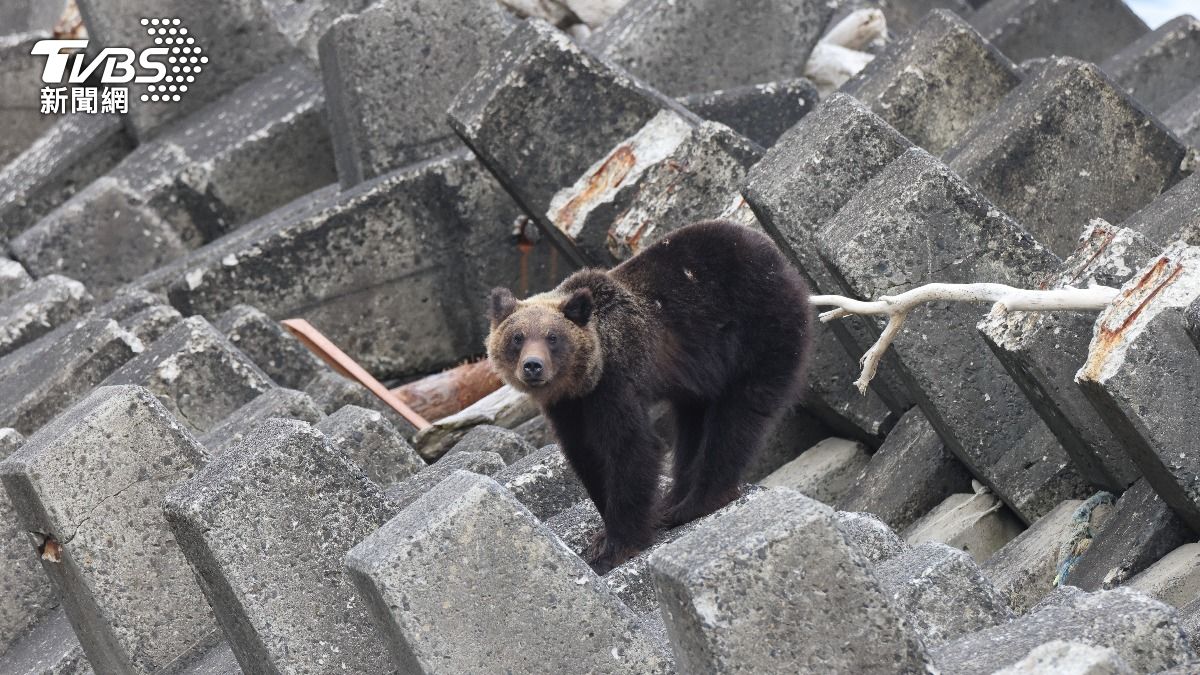 北海道「獵殺960頭熊」一天2頭燒不完！熊太平間也塞不下