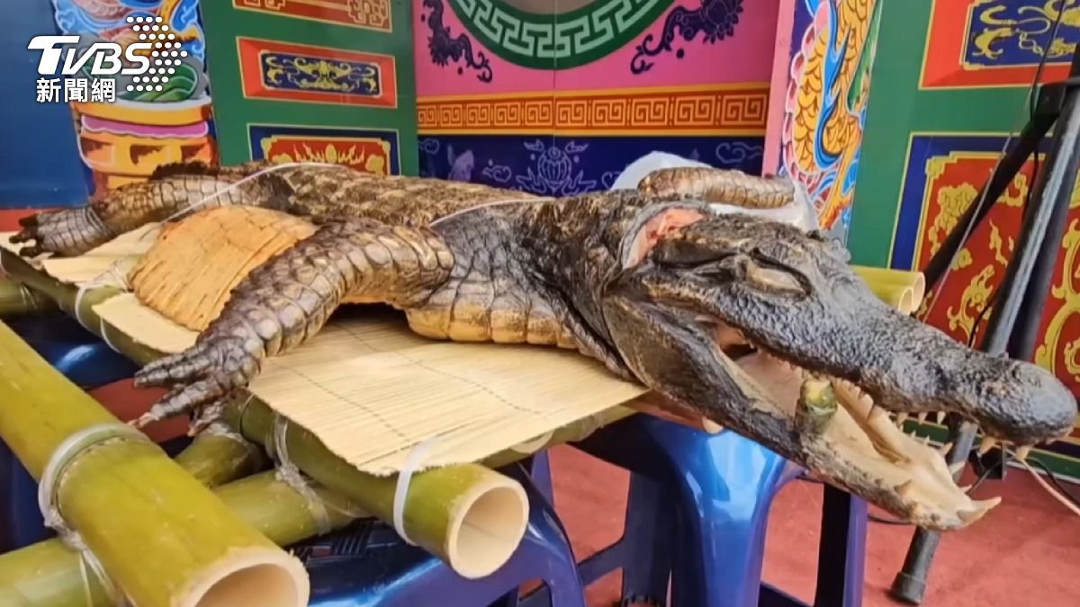 比氣魄！南部神明誕辰獻祭「全鱷」　價格高出豬公一倍　