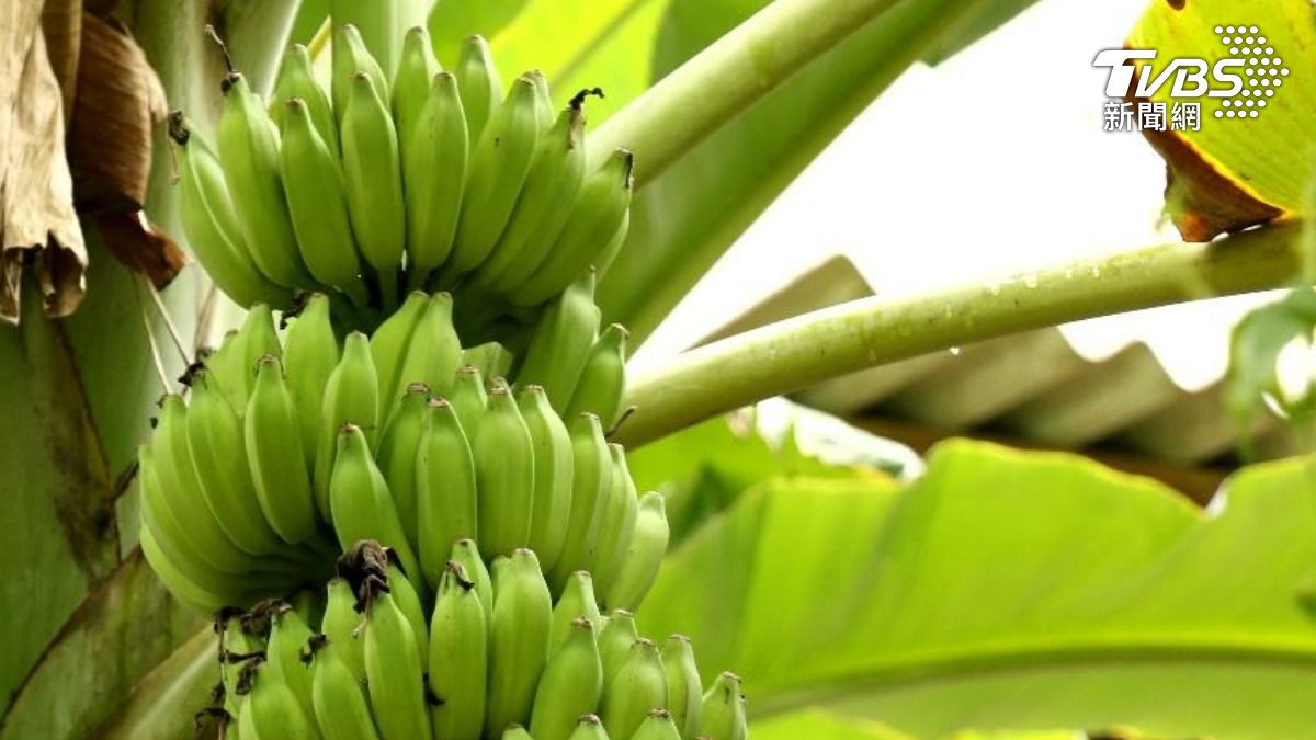 未熟香蕉竟藏營養！「這類澱粉」有效穩血糖、防腸癌　醫大推7食物