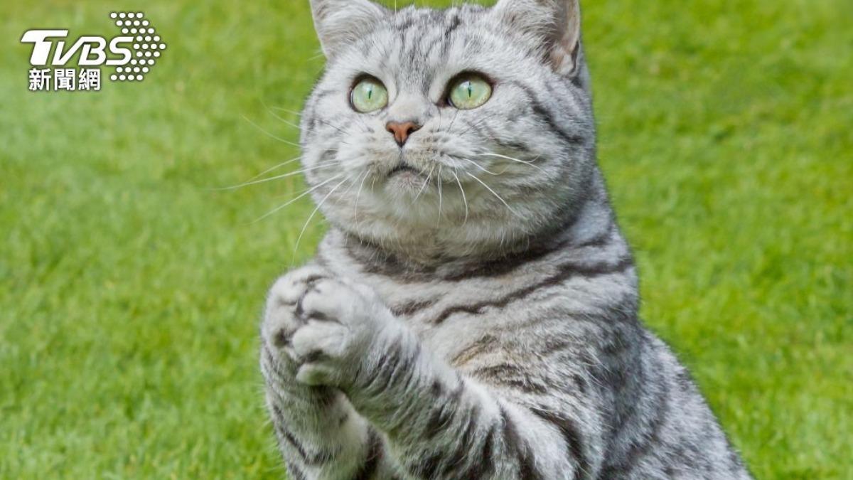 「婚宴剩菜」變救援糧！陸女靠紅包換菜餵流浪貓　網讚超暖心