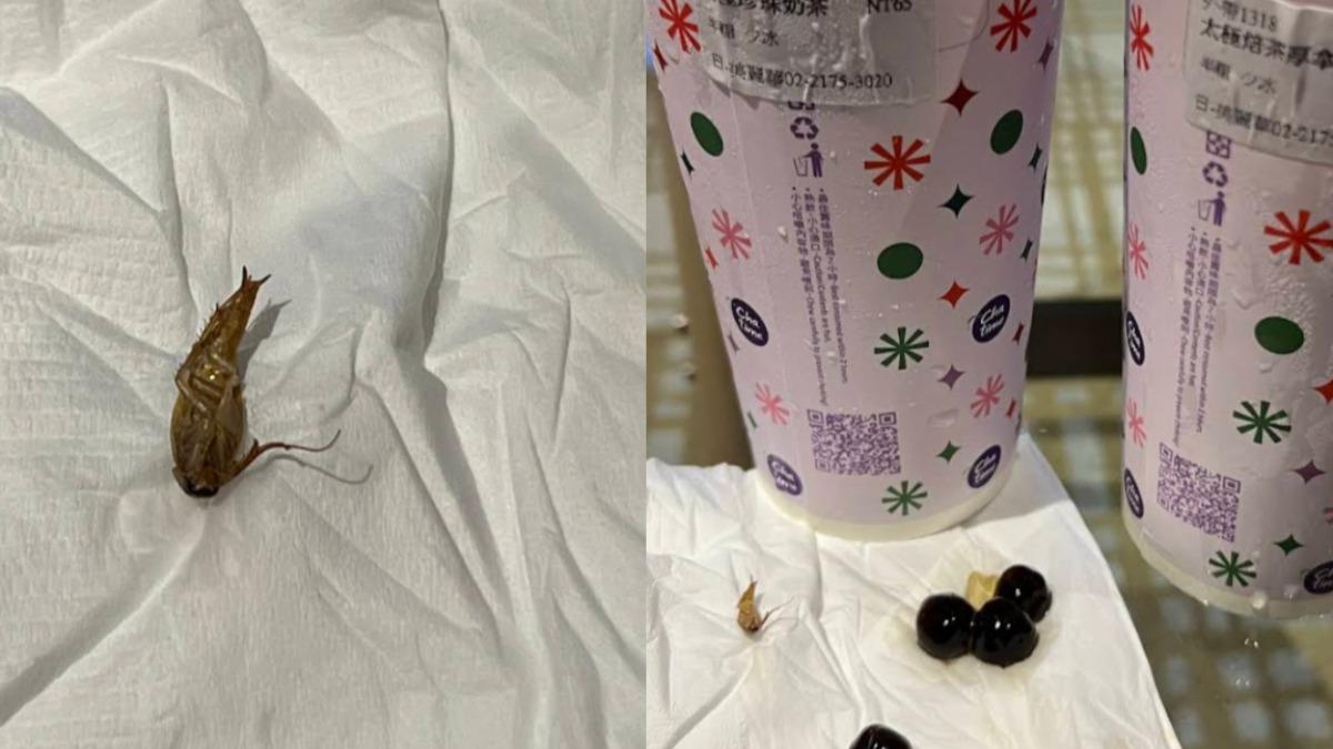 喝珍奶竟「吸出整隻蟑螂」!客怒控:噁心到嘔吐 日出茶太急消毒