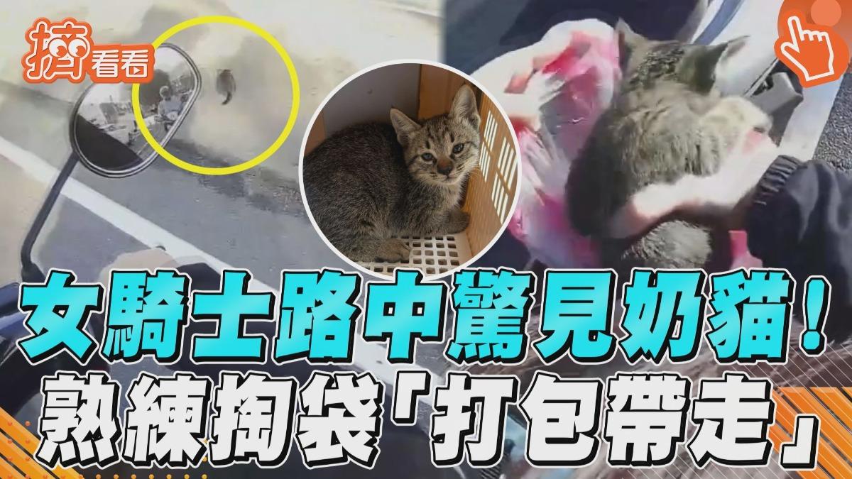 影音／女騎士路中「驚見奶貓」急救援　熟練掏塑膠袋「打包帶走」安置