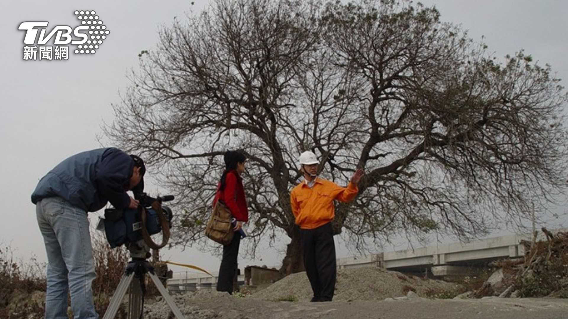 20年前《一步一腳印 發現新台灣》的第一則故事，即是報導台中高鐵站的興建，與保留百年老樹黃連木的折衝過程。(圖/TVBS)