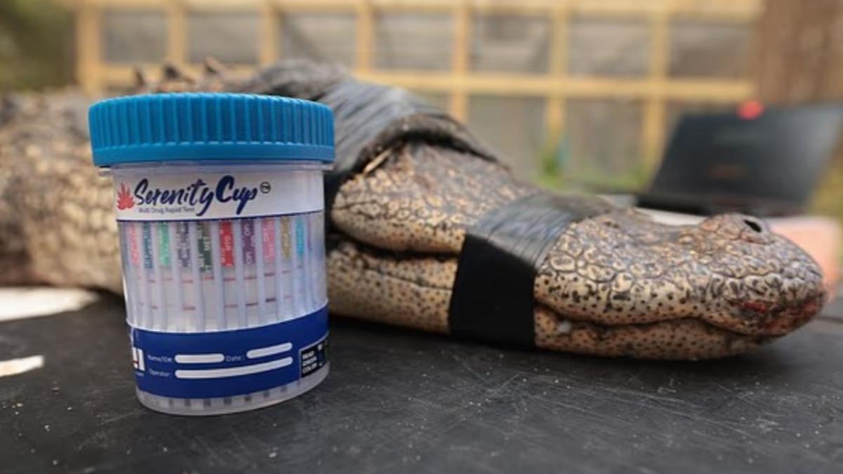 毒品入侵沼澤等生態！美鱷魚吸冰毒、熊嗜酒　兇猛異常威脅人類