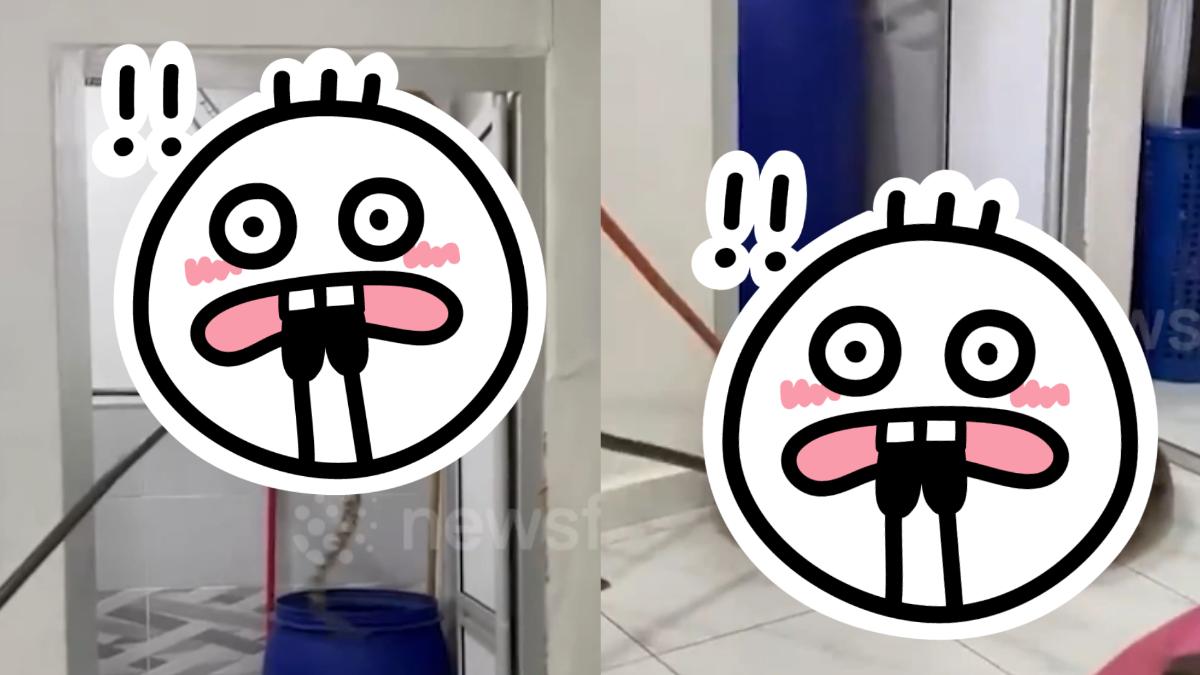 54公斤巨蛇從天而降　大馬一家驚見蛇衝破天花板嚇傻